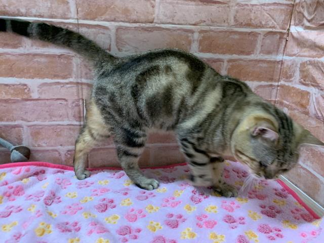 保護猫一覧 ペットショップcoo Riku 保護猫一覧 ペットショップcoo Riku