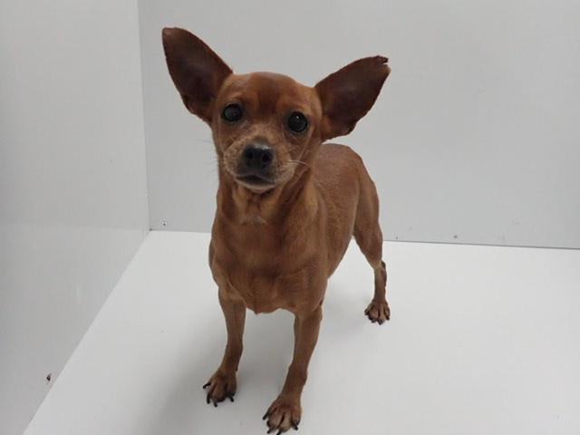 ミニチュア・ピンシャー