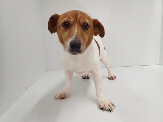 ジャックラッセルテリア