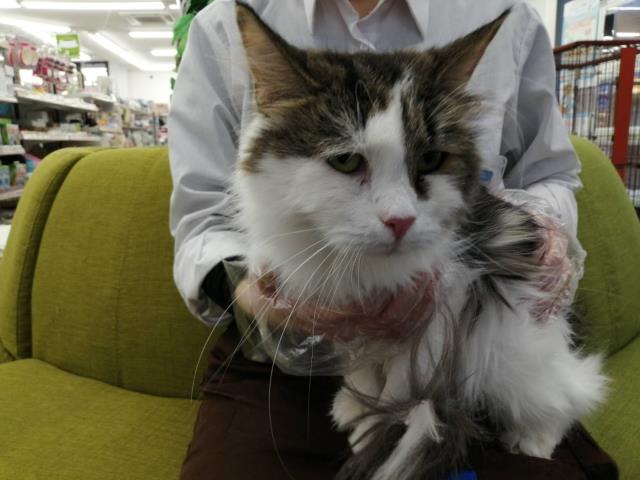 ノルウェージャン・フォレストキャット