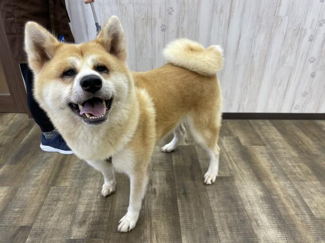 保護犬一覧 ペットショップcoo Riku