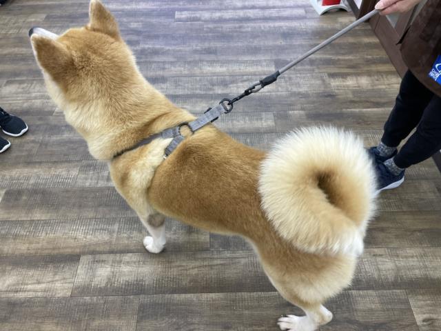 保護犬一覧 ペットショップcoo Riku