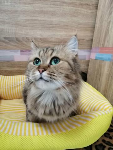 ペルシャ