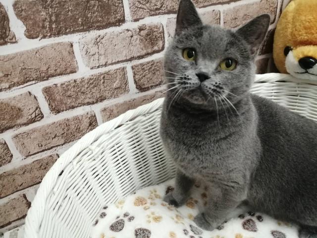ブリティッシュショートヘアー