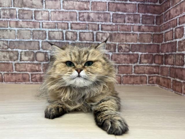 ペルシャ
