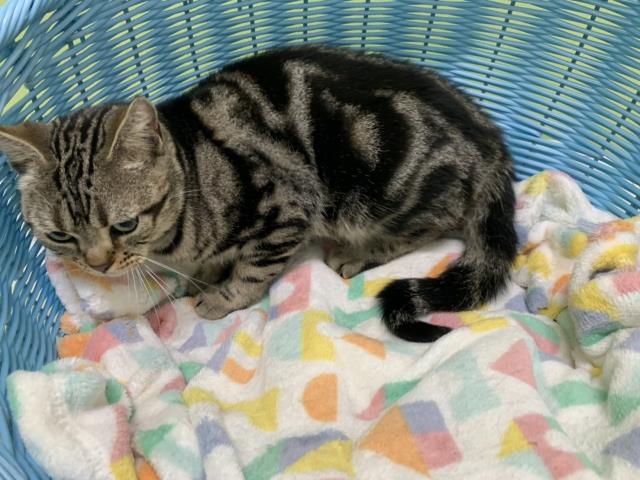 保護猫一覧 ペットショップcoo Riku 保護猫一覧 ペットショップcoo Riku