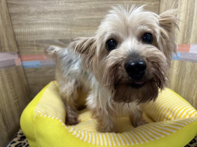 ヨークシャーテリア