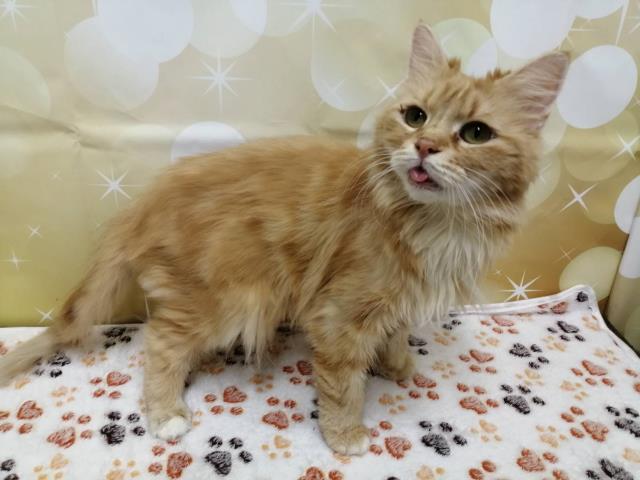 ノルウェージャン・フォレストキャット