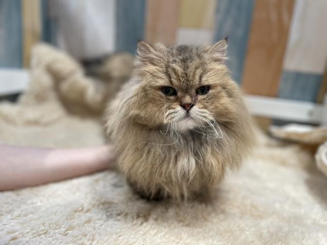 マンチカン