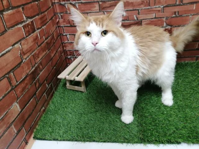 ノルウェージャン・フォレストキャット