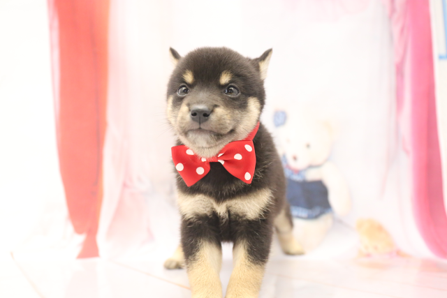柴犬