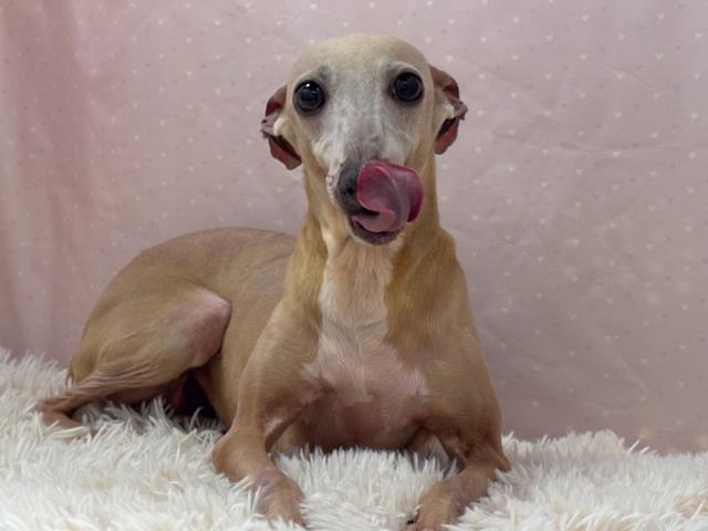 イタリアングレーハウンド