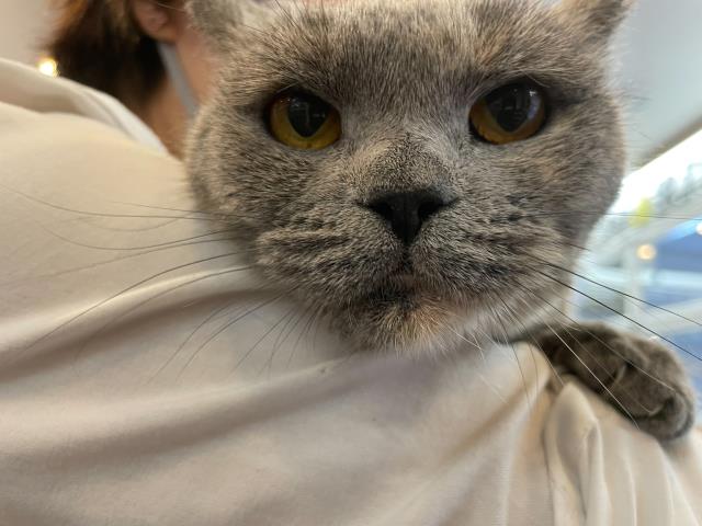 ブリティッシュショートヘアー