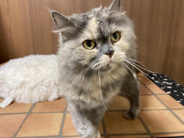 エキゾチック