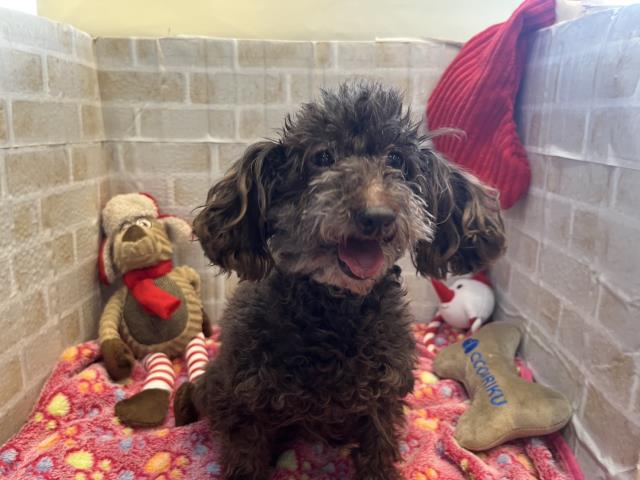 トイ・プードル