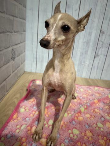 イタリアングレーハウンド