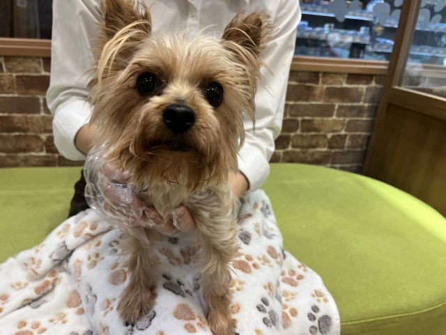 ヨークシャーテリア