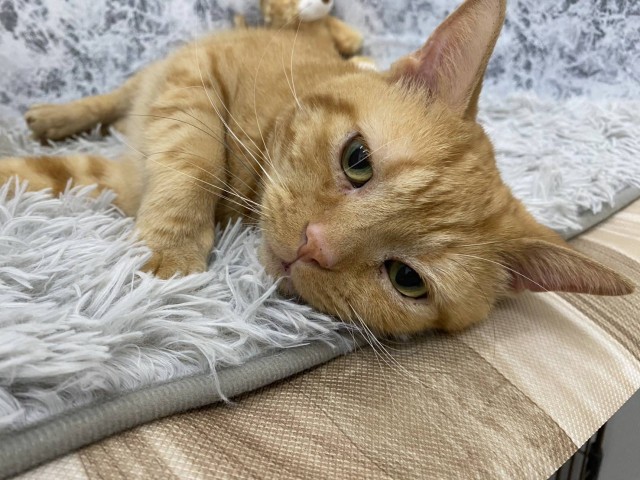 アメリカンショートヘアー