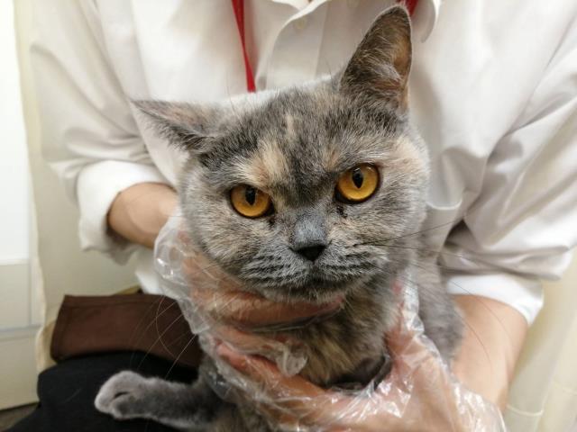 ブリティッシュショートヘアー