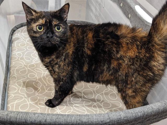 アメリカンショートヘアー