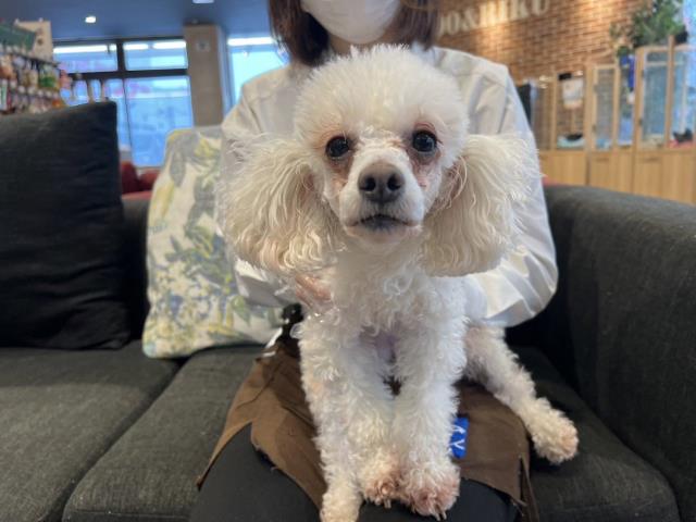 トイ・プードル