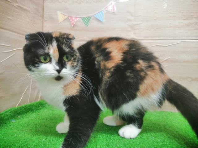 小田原店のご案内 小田原市成田 ペットショップcoo Riku