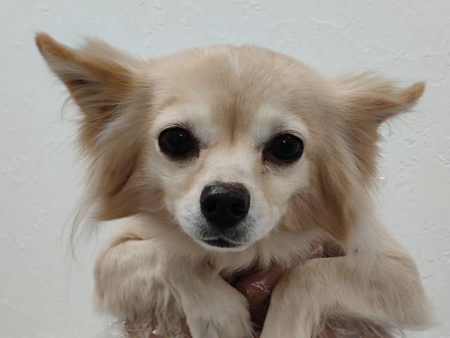 チワワ(ロングコート)