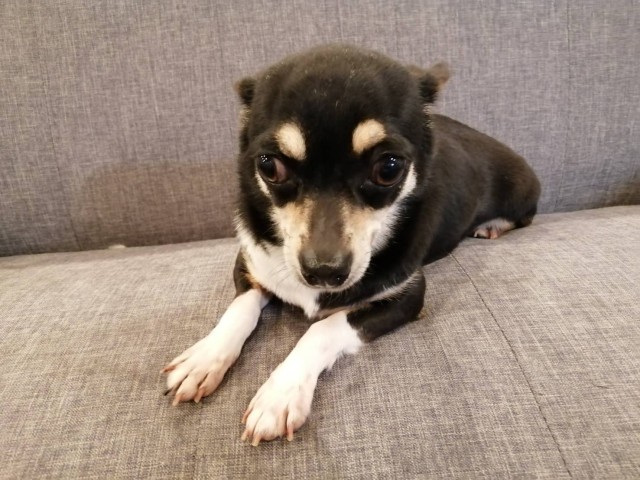 チワワ(スムースコート)