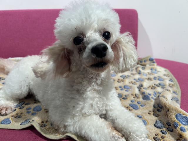 トイ・プードル