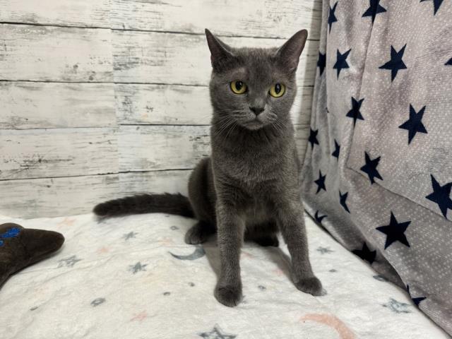 ブリティッシュショートヘアー