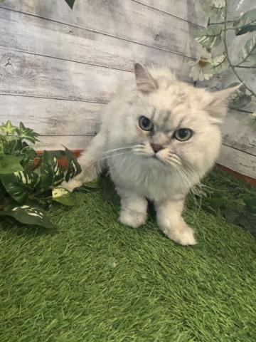ペルシャ