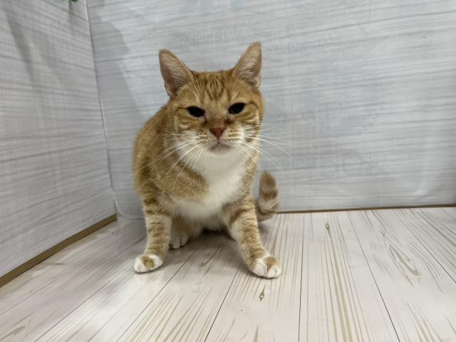 マンチカン