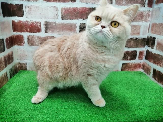 ブリティッシュショートヘアー