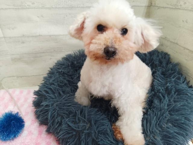 トイ・プードル