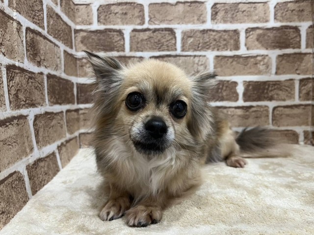 チワワ(ロングコート)