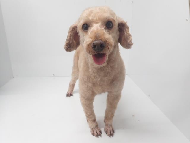 トイ・プードル