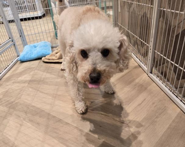 トイ・プードル