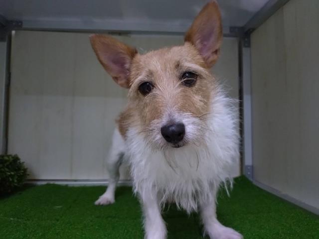 ジャックラッセルテリア