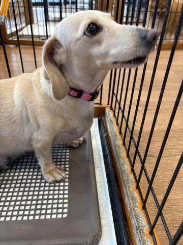 ミニチュア・ダックスフンド(スムースヘアー)