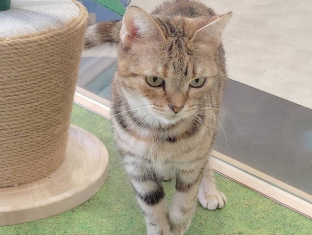 アメリカンショートヘアー