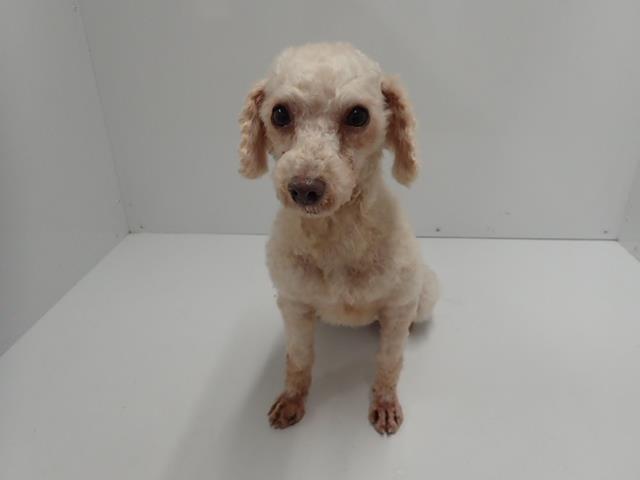トイ・プードル