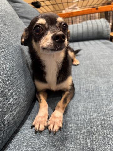 チワワ(スムースコート)