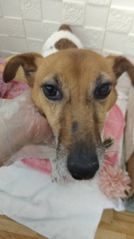 ジャックラッセルテリア