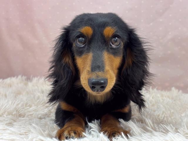 ミニチュア・ダックスフンド