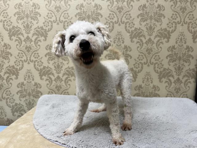 トイ・プードル