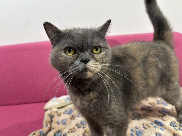 ブリティッシュショートヘアー