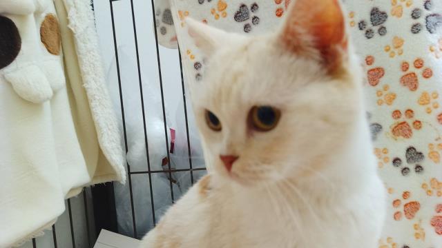 スコティッシュフォールド