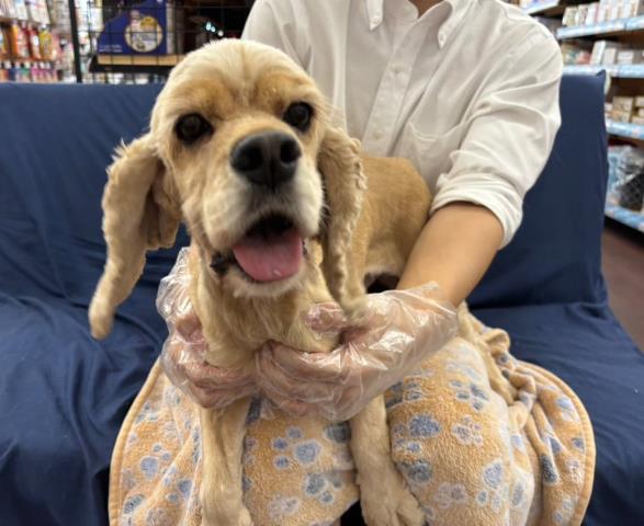 アメリカン・コッカースパニエル