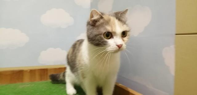 スコティッシュフォールド