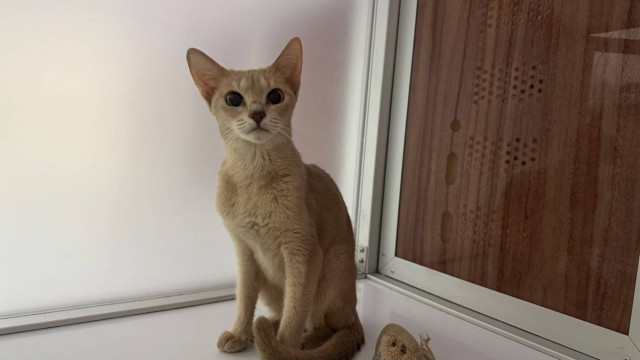 アビシニアン